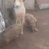 IMG-20260528-WA0031