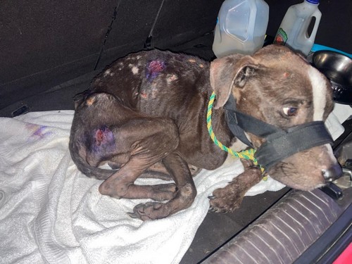 tl_files/fiffifeger/content/fotos/Textbilder/Was passiert mit den Spenden/Nic 2 20251111.jpg